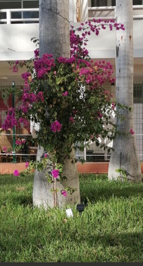 Apartamento Mama Yumbo Playa del Inglés Exterior foto